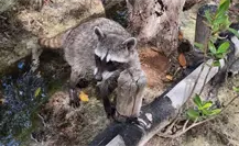 Liberan a mapache en Yucatán: Profepa pide respetar a los animales urbanos con su nueva campaña Liberan a mapache en Yucatán: Profepa pide respetar a los animales urbanos con su nueva campaña