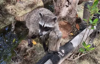 Liberan a mapache en Yucatán: Profepa pide respetar a los animales urbanos con su nueva campaña