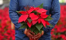 ¡Explosión navideña! Xochimilco y Tláhuac lanzan récord de Nochebuenas para llenar la CDMX de color ¡Explosión navideña! Xochimilco y Tláhuac lanzan récord de Nochebuenas para llenar la CDMX de color