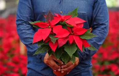 ¡Explosión navideña! Xochimilco y Tláhuac lanzan récord de Nochebuenas para llenar la CDMX de color
