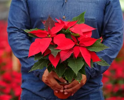 ¡Explosión navideña! Xochimilco y Tláhuac lanzan récord de Nochebuenas para llenar la CDMX de color