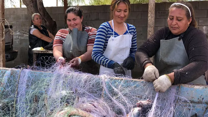 imagen recuadro Mujeres del sector pesquero en Baja California participan en la reparación de redes, una labor esencial en las comunidades costeras del Alto Golfo. Foto: Carlos Alberto Tirado Pineda / Facebook