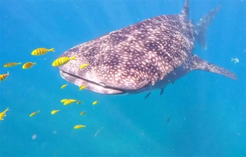 imagen recuadro El personal autorizado debe brindar indicaciones antes de iniciar el recorrido. Foto: TripAdvisor