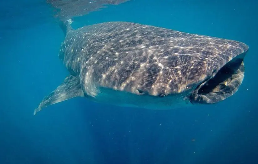 imagen recuadro Equipo de snorkel debe ser utilizado en los recorridos dentro de la bahía. Foto: TripAdvisor