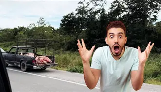 Volcadura de camión con cochinitos desata rapiña y caos vial en la Mérida–Izamal