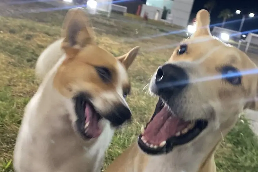 imagen recuadro Wero y Manolo, las mascotas favoritas de la comunidad victorense, han regresado a su hogar en la Torre Bicentenario. Foto: Victoria Jiménez