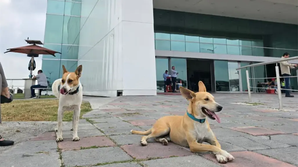Wero y Manolito regresan a la Torre Bicentenario; estas son sus peticiones