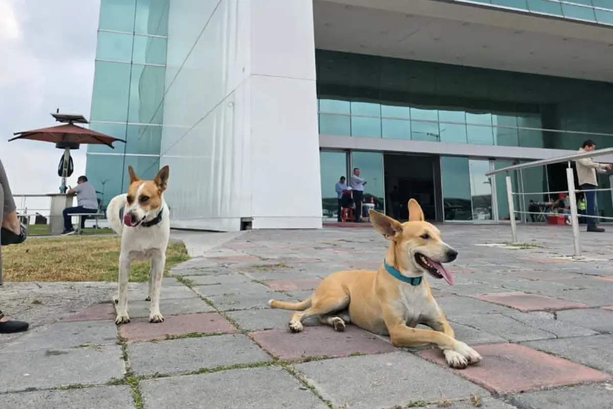 Wero y Manolito están de regreso en la Torre Bicentenario de Ciudad Victoria. Foto: Victoria Jiménez