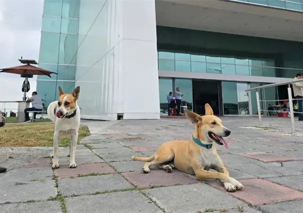 Wero y Manolito regresan a la Torre Bicentenario; estas son sus peticiones