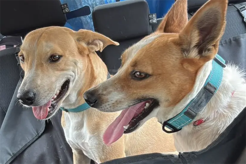 imagen recuadro Wero y Manolito son dos perros adoptados por los servidores públicos de la Torre Bicentenario, un complejo de oficinas gubernamentales en la capital de Tamaulipas. Foto: Victoria Jiménez