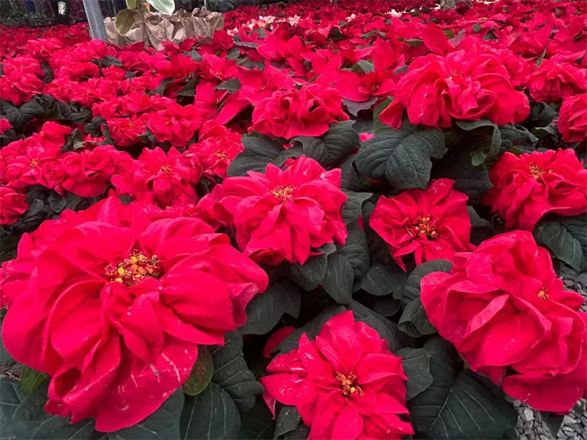 imagen recuadro Las nochebuenas inundan Monterrey de colores en diciembre, una señal de que la Navidad está a la vuelta de la esquina. Foto: Rosy Sandoval