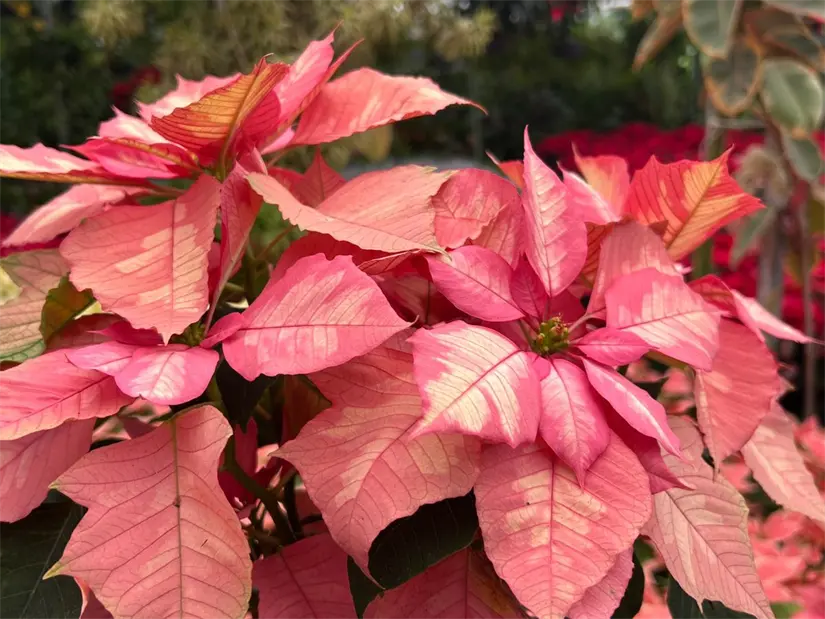 imagen recuadro Monterrey se viste de colores vibrantes con la llegada de diciembre, mientras las nochebuenas llenan de magia la ciudad. Foto: Rosy Sandoval