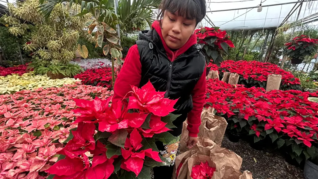 Nochebuenas tiñen de magia a Monterrey a menos de un mes de Navidad