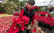 Nochebuenas tiñen de magia a Monterrey a menos de un mes de Navidad