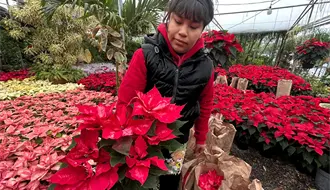 Nochebuenas tiñen de magia a Monterrey a menos de un mes de Navidad