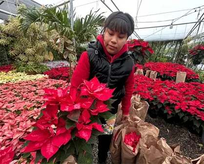 Nochebuenas tiñen de magia a Monterrey a menos de un mes de Navidad