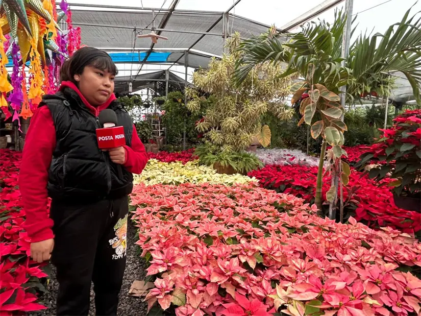imagen recuadro Las flores de nochebuena adornan Monterrey, llenando de alegría y color el ambiente navideño que ya se siente cercano. Foto: Rosy Sandoval