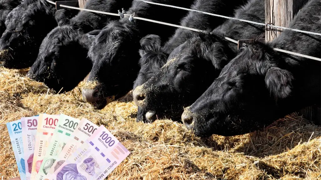 Créditos de hasta 8 millones de pesos en Coahuila; así será el apoyo a ganaderos en el estado