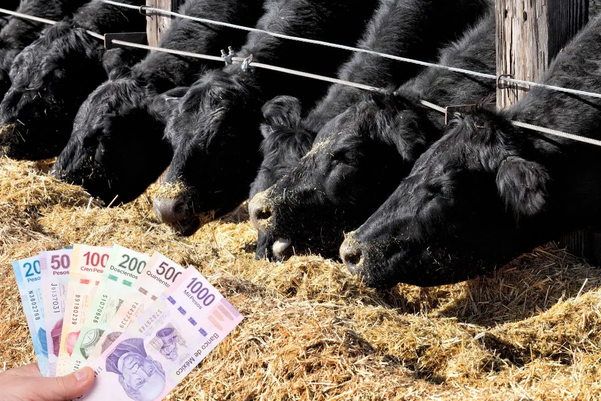 Ganado alimentándose ejemplifica los apoyos a campesinos en Coahuila / Foto: Composición de Canva