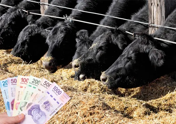 Créditos de hasta 8 millones de pesos en Coahuila; así será el apoyo a ganaderos en el estado