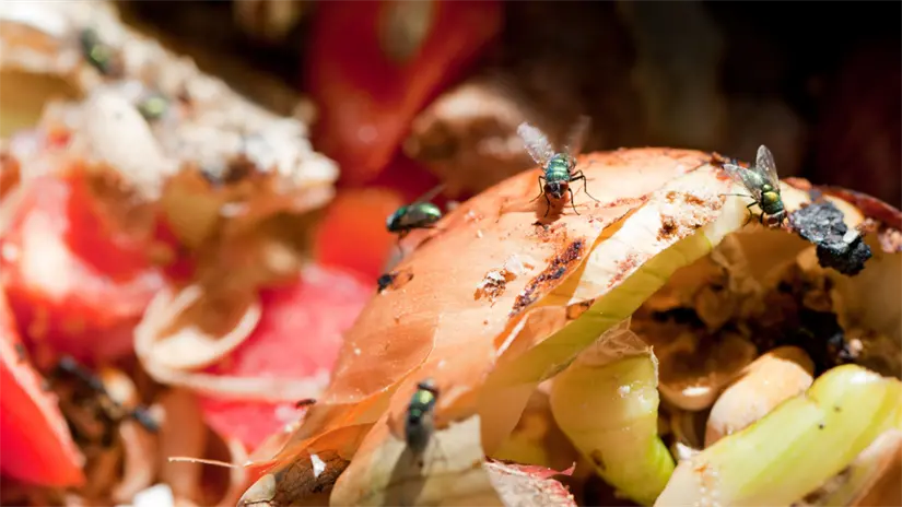 imagen recuadro Restos que generan moscas y fauna nociva, una de las preocupaciones de habitantes cercanos al área donde se plantea la estación de transferencia. Foto: Canva