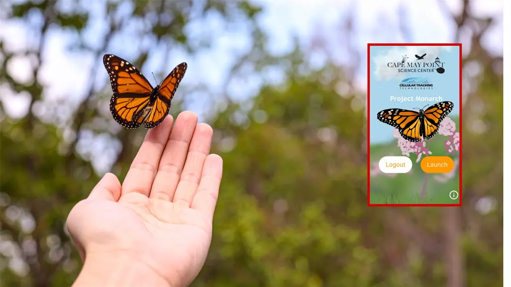 ¿Pasa por Durango la mariposa monarca en su viaje desde Canadá? Esto se sabe