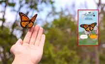 ¿Pasa por Durango la mariposa monarca en su viaje desde Canadá? Esto se sabe ¿Pasa por Durango la mariposa monarca en su viaje desde Canadá? Esto se sabe