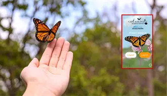 ¿Pasa por Durango la mariposa monarca en su viaje desde Canadá? Esto se sabe