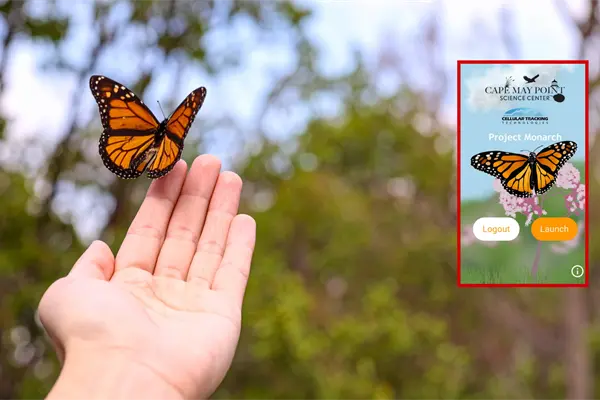 ¿Pasa por Durango la mariposa monarca en su viaje desde Canadá? Esto se sabe