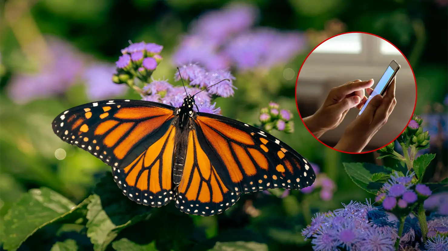 La migración de la mariposa monarca es registrada mediante una aplicación telefónica. | Foto: Canva.