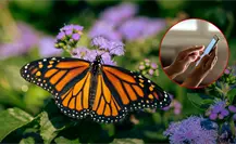 ¿La mariposa monarca llegó a Durango? Así lo puedes saber desde tu teléfono