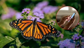 ¿La mariposa monarca llegó a Durango? Así lo puedes saber desde tu teléfono