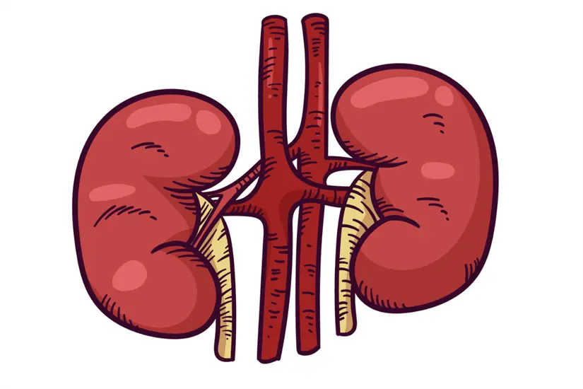 imagen recuadro La hidronefrosis es la hinchazón de uno o ambos riñones debido a la acumulación de orina. Foto: Freepik