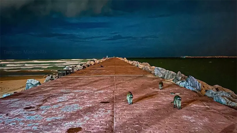 Solamente el personal de limpieza del municipio serán los encargados de retirar la basura | Foto: Playa Miramar