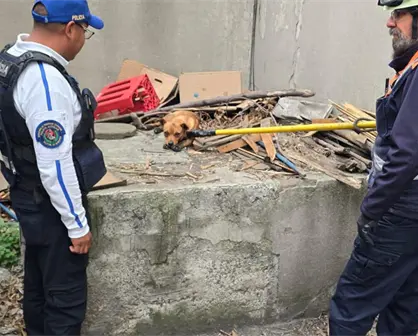 VIDEO | Rescatan a perro que ingresó a vías del Metro CDMX; moviliza a policías y Protección Civil