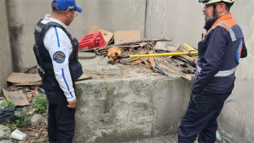 VIDEO | Rescatan a perro que ingresó a vías del Metro CDMX; moviliza a policías y Protección Civil