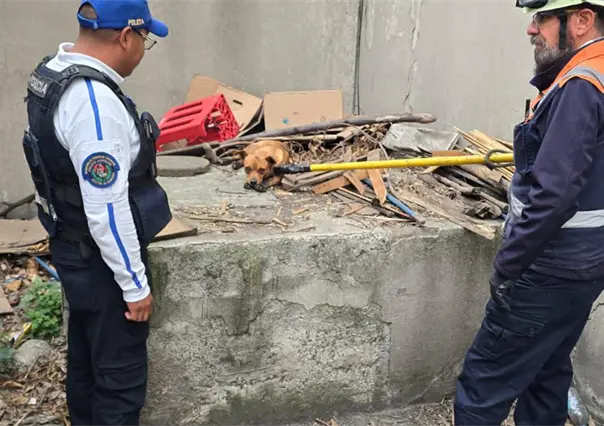 VIDEO | Rescatan a perro que ingresó a vías del Metro CDMX; moviliza a policías y Protección Civil