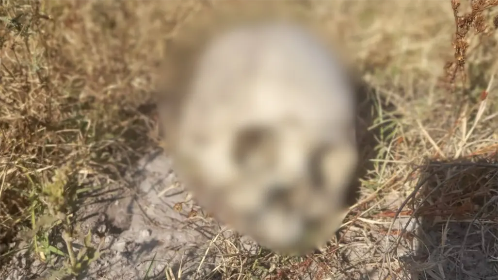 Restos óseos aparecen en Edomex durante búsqueda de maestro desaparecido en Nextlalpan