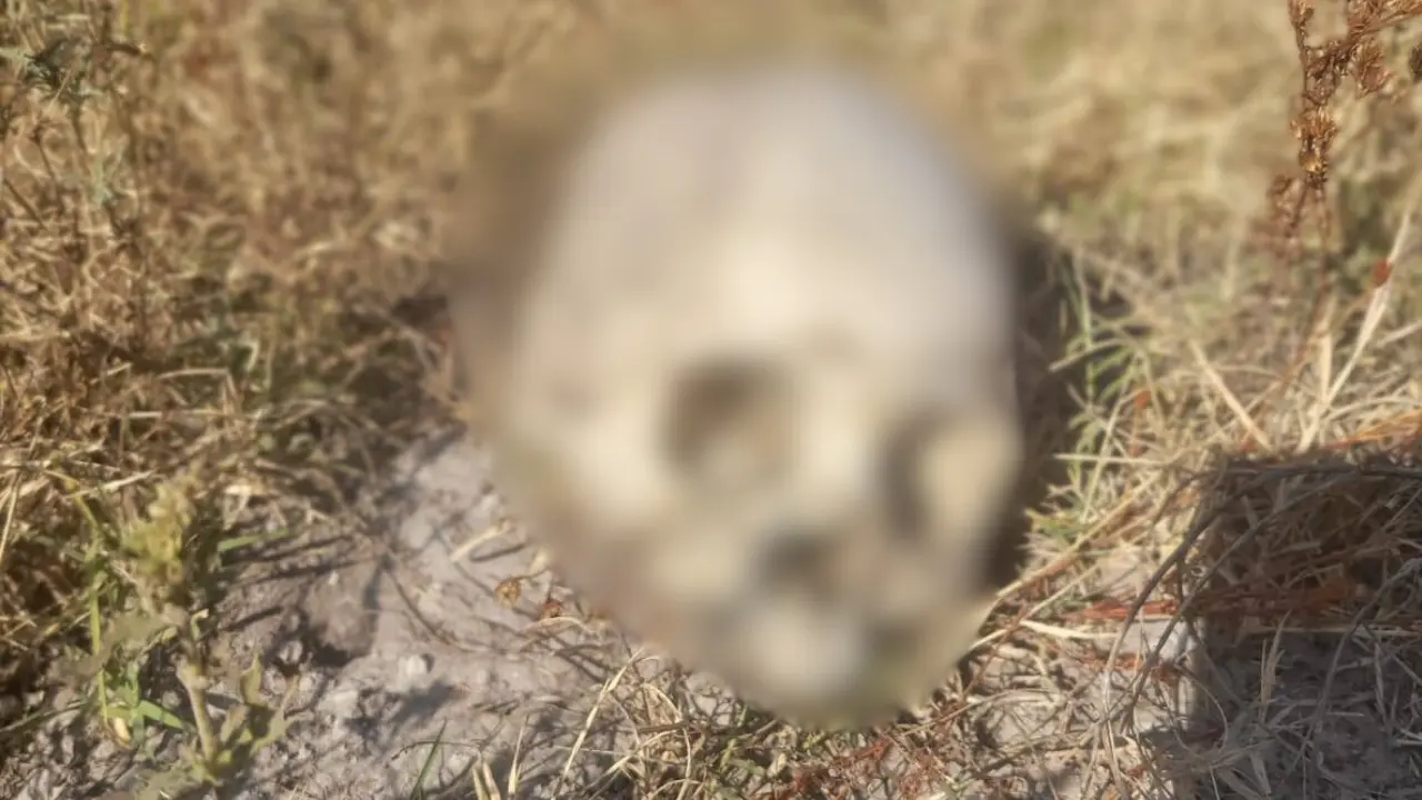 Familiares y colectivos de búsqueda hicieron el lamentable hallazgo de restos óseos cerca de la Unidad Santa Inés en Nextlalpan. Foto: FB/ Xavier Lozano (Canva)