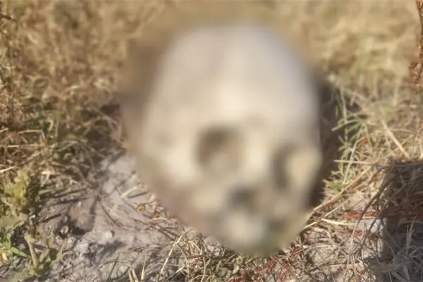 Restos óseos aparecen en Edomex durante búsqueda de maestro desaparecido en Nextlalpan