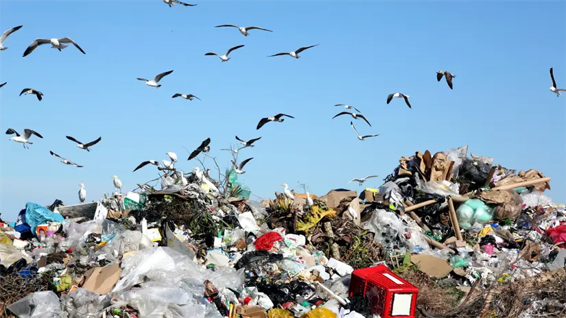 imagen recuadro Acumulación de residuos que atraen aves carroñeras y gaviotas; vecinas advierten que este comportamiento podría repetirse en la zona del Ecoparque. Foto Canva.
