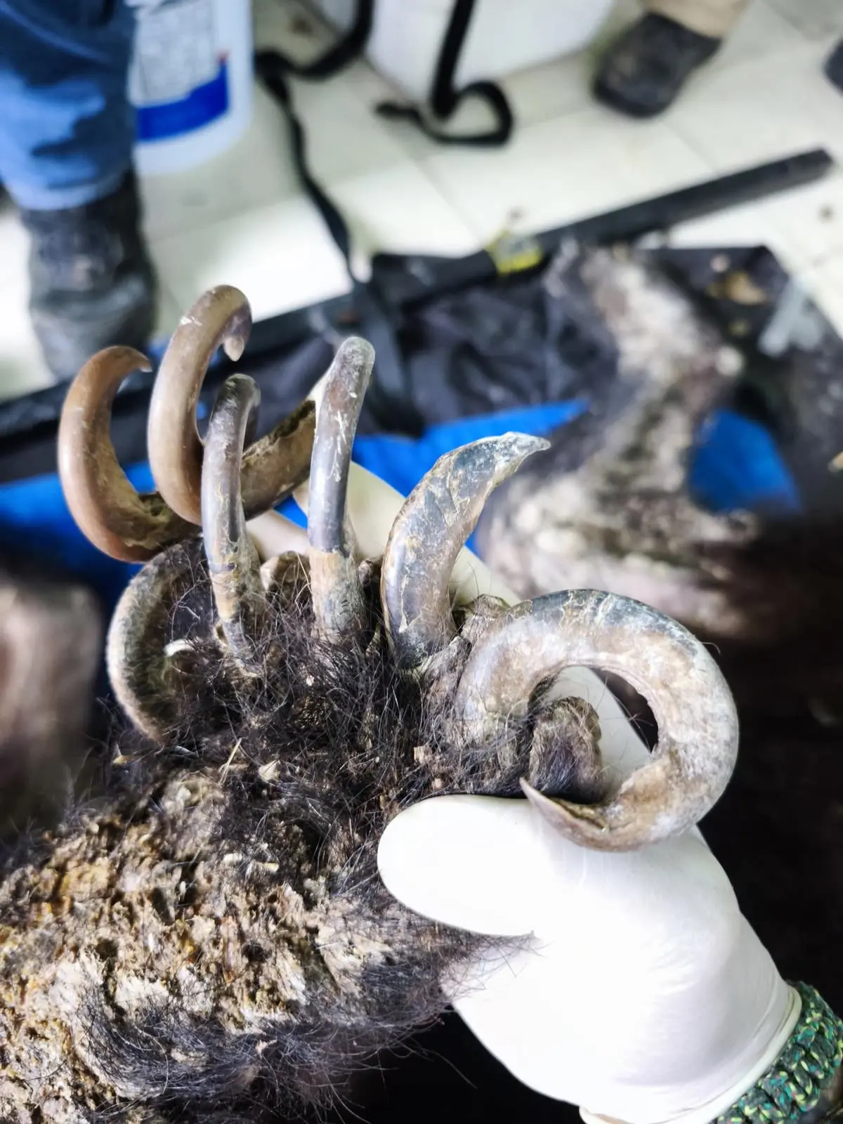 imagen recuadro Garras del oso hallado en el patio de un domicilio en Bustamante. Foto: Parques y Vida Silvestre en Nuevo León
