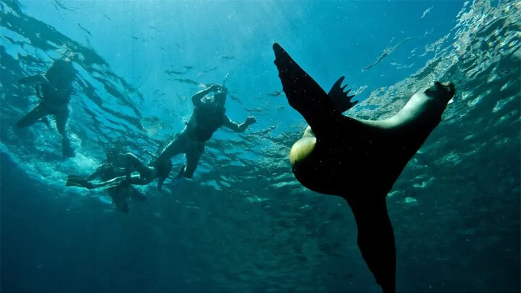 5 recomendaciones para visitar la isla Espíritu Santo en La Paz