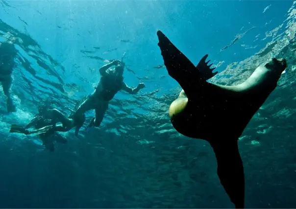 5 recomendaciones para visitar la isla Espíritu Santo en La Paz