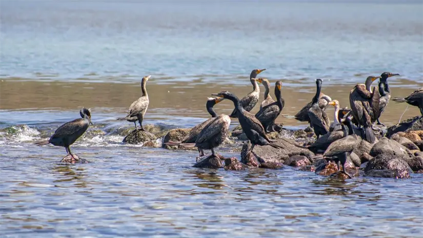 Aves marinas descansan en los riscos de Isla Espíritu Santo, uno de los santuarios de biodiversidad más importantes del Golfo de California. Foto: Buenamar Tours / Facebook