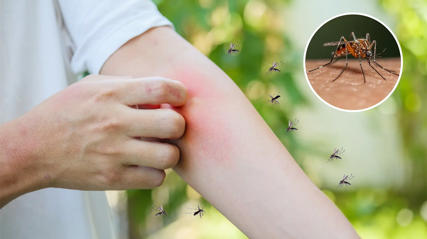 Tan solo en una de las colonias de La Paz, fueron registrado al menos 27 casos de dengue. Foto: Canva.