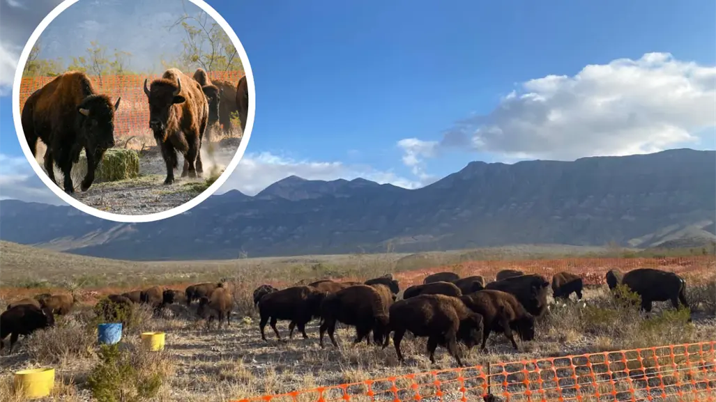 Liberan a 44 bisontes en la reserva El Santuario en Coahuila