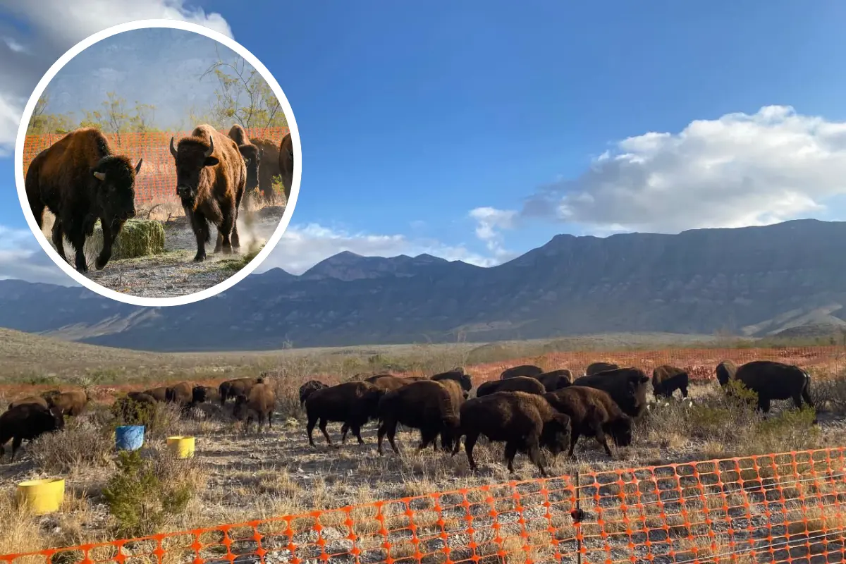 Liberan a 44 bisontes en la reserva El Santuario en Coahuila. Foto: FB Tiempo de Rodeo
