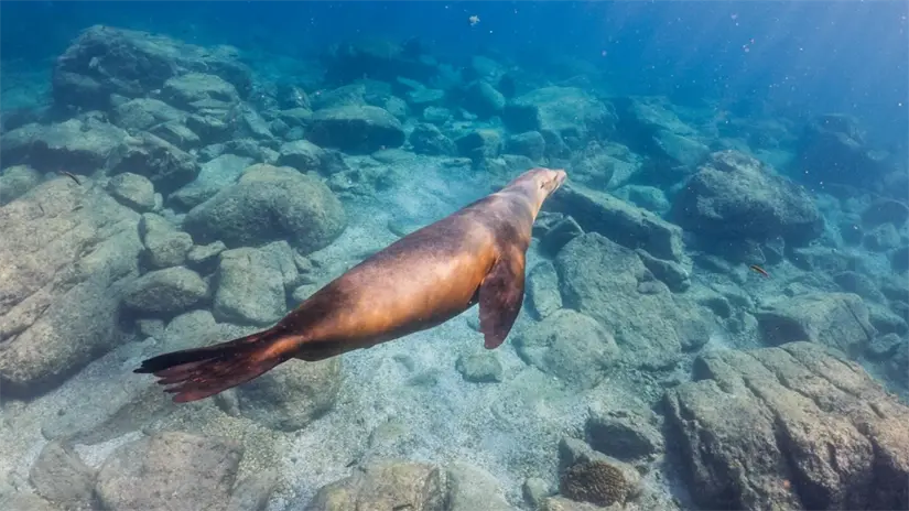 Los lobos marinos de California forman colonias estables en los islotes cercanos a la isla. Son una de las especies emblemáticas protegidas en el Parque Nacional Espíritu Santo. Foto: Buenamar Tours / Facebook