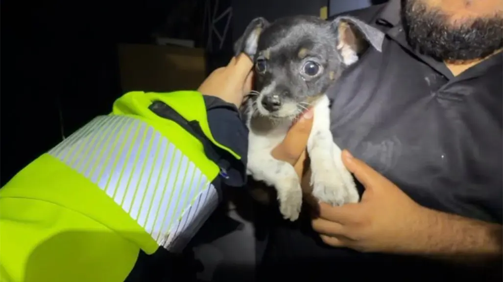 Así fue cómo elementos de Protección Civil salvaron a un cachorro tras la explosión en Pesquería